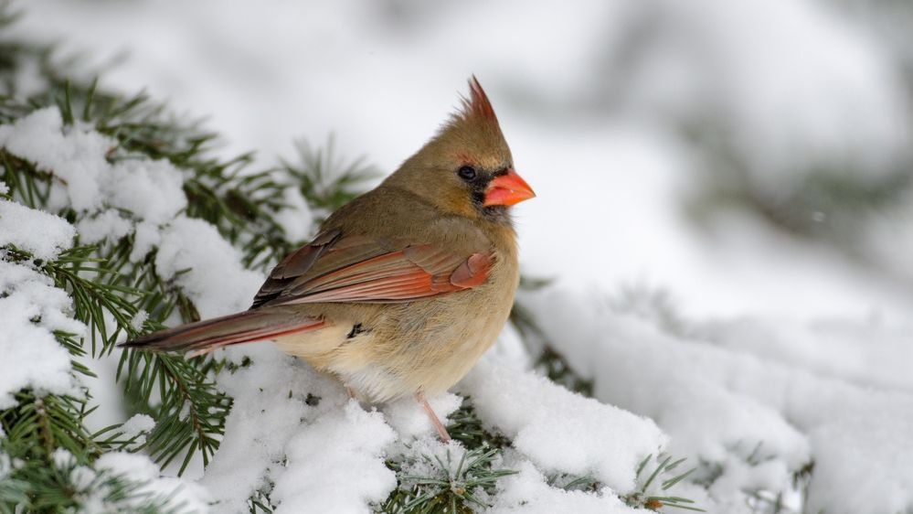 Синоптики рассказали, когда в Тверской области закончатся морозы