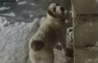 В Тверской области набрасывается на людей и животных очень опасная собака