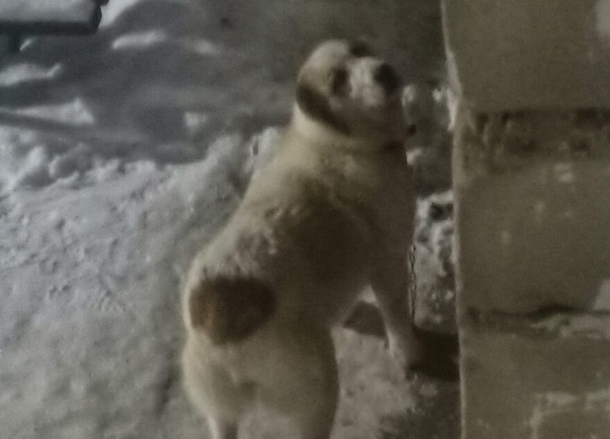 В Тверской области набрасывается на людей и животных очень опасная собака