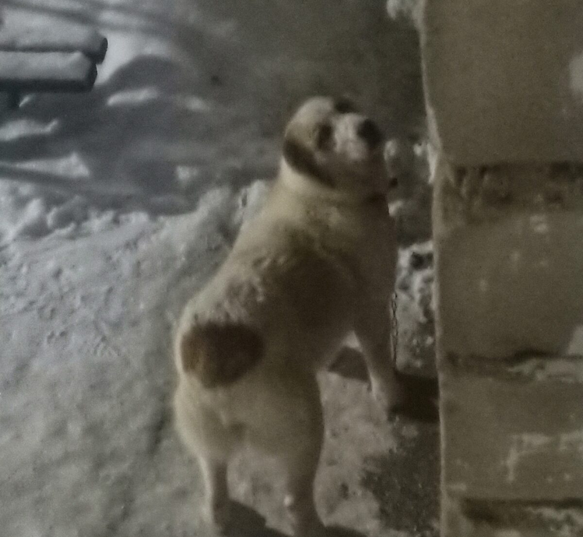 В Тверской области набрасывается на людей и животных очень опасная собака