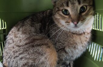 В Твери ищут новых хозяев для кошки с тяжелой судьбой