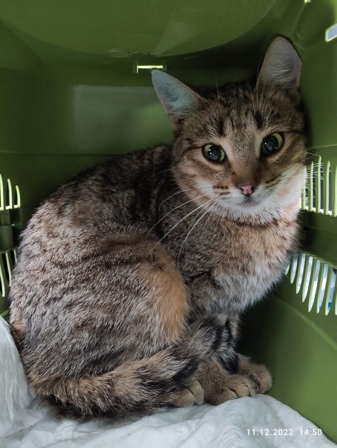 В Твери ищут новых хозяев для кошки с тяжелой судьбой