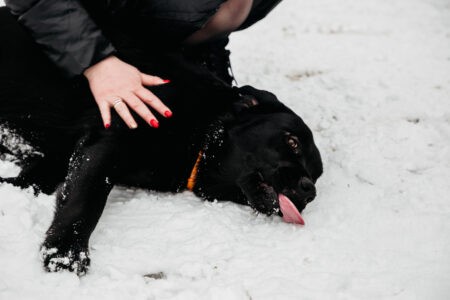 Кинологи рассказали, как спасти свою собаку от переохлаждения Кинологи рассказали, как спасти свою собаку от переохлаждения