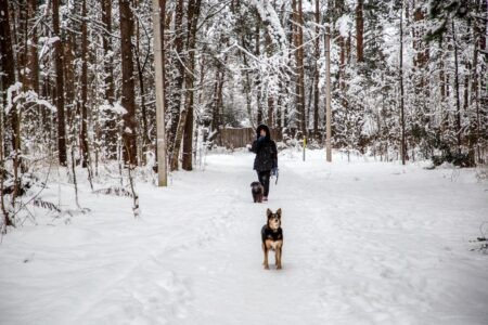 Кинологи назвали самые популярные зимние клички собак в России Кинологи назвали самые популярные зимние клички собак в России