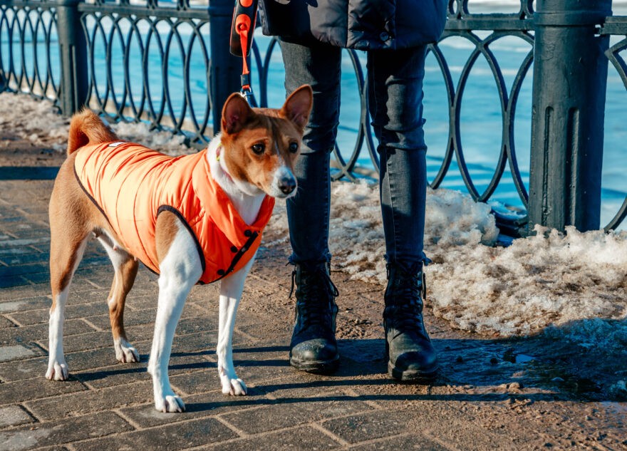 Кинологи назвали породы собак, которые не пахнут