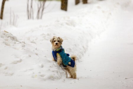 Кинологи рассказали, как определить максимальный размер собаки Кинологи рассказали, как определить максимальный размер собаки