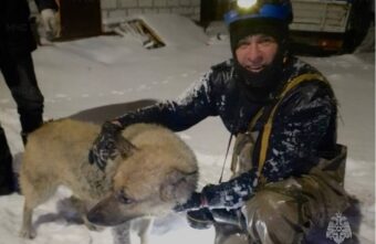 Сотрудники МЧС спасли в Твери попавшую в беду собаку