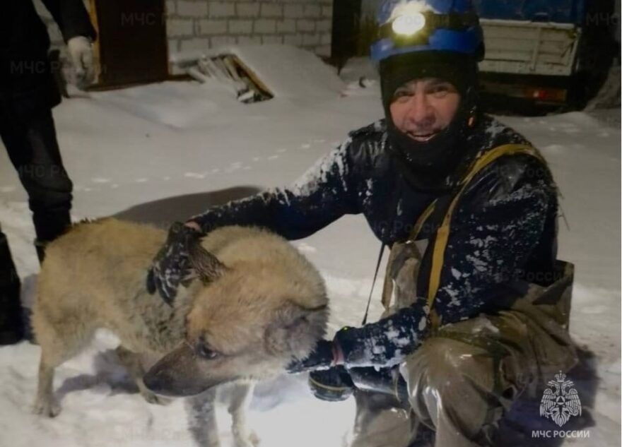 Сотрудники МЧС спасли в Твери попавшую в беду собаку