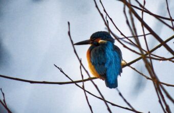 Одна из самых экзотических птиц Тверской области показала себя во всей красе в фотообъективе Одна из самых экзотических птиц Тверской области показала себя во всей красе в фотообъективе