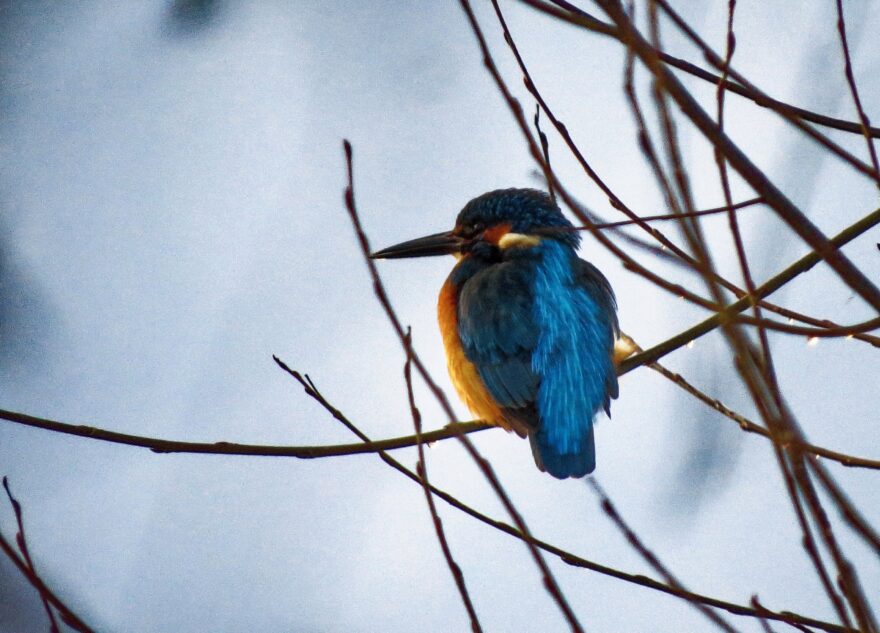 Одна из самых экзотических птиц Тверской области показала себя во всей красе в фотообъективе