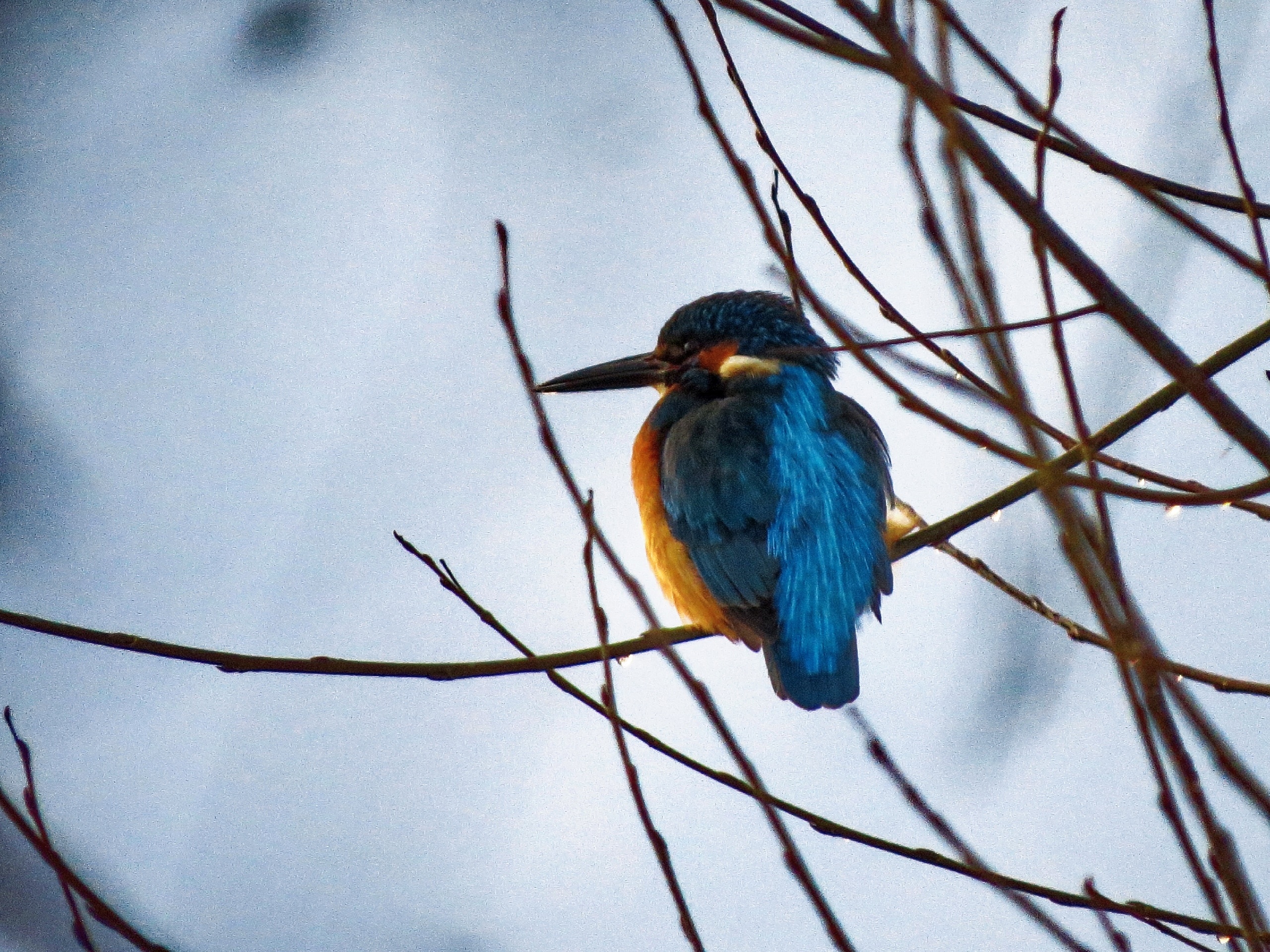 Одна из самых экзотических птиц Тверской области показала себя во всей красе в фотообъективе