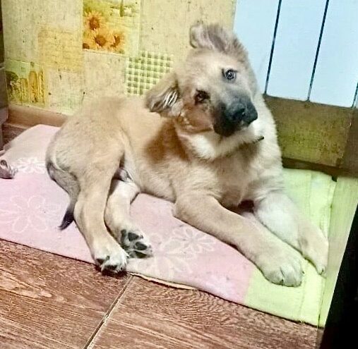 В Твери хозяин привязал к дереву щенка и оставил на холоде