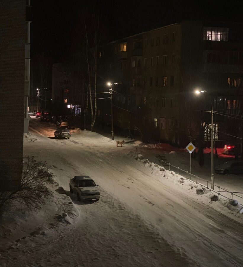В Тверской области набрасывается на людей и животных очень опасная собака