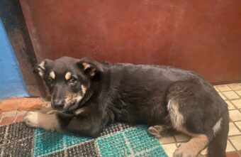 Хозяин выкинул собаку из машины в поселке Тверской области