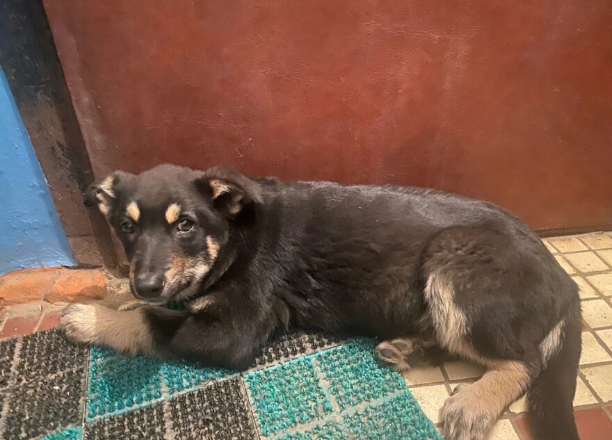 Хозяин выкинул собаку из машины в поселке Тверской области