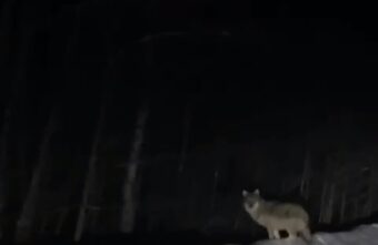 По дорогам Тверской области бродят голодные волки По дорогам Тверской области бродят голодные волки