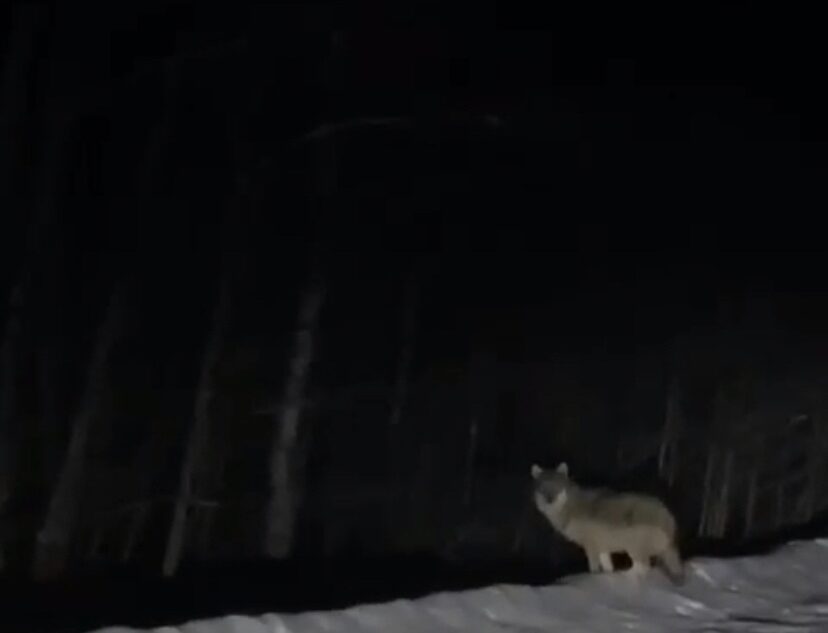 По дорогам Тверской области бродят голодные волки