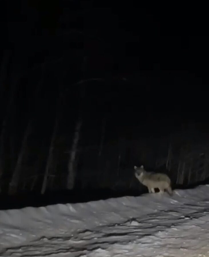 По дорогам Тверской области бродят голодные волки