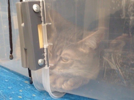 Кот Шрёдингера: хозяева заперли животное в контейнере в тверской электричке