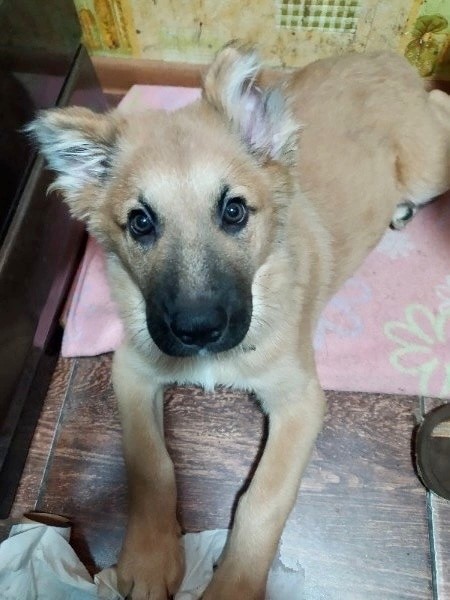 В Твери хозяин привязал к дереву щенка и оставил на холоде