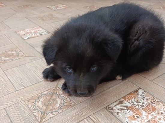 В Оленино Тверской области брошенный на морозе щенок нашел новый дом