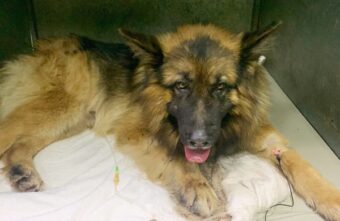 В Твери спасли овчарку, впавшую в алкогольную кому В Твери спасли овчарку, впавшую в алкогольную кому