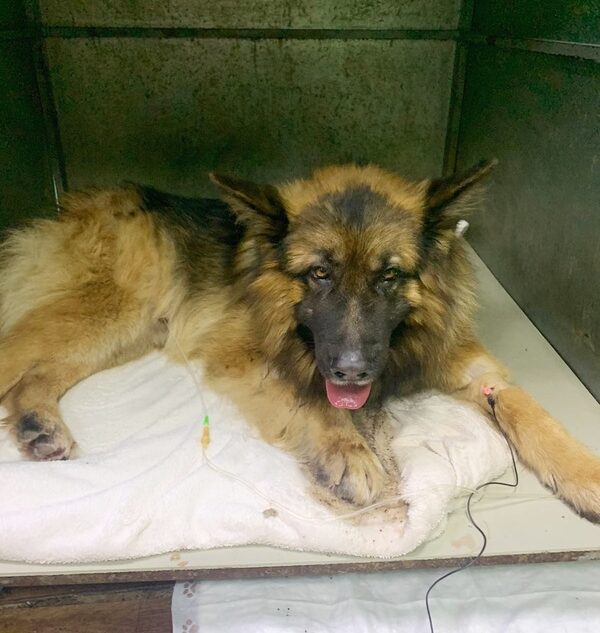В Твери спасли овчарку, впавшую в алкогольную кому