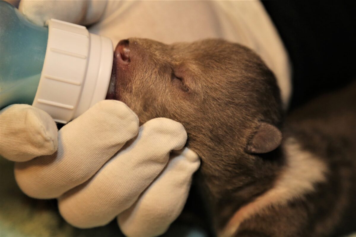 В Тверской области борются за жизнь трех крохотных медвежат