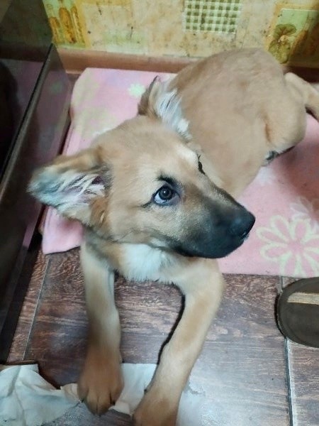 В Твери хозяин привязал к дереву щенка и оставил на холоде