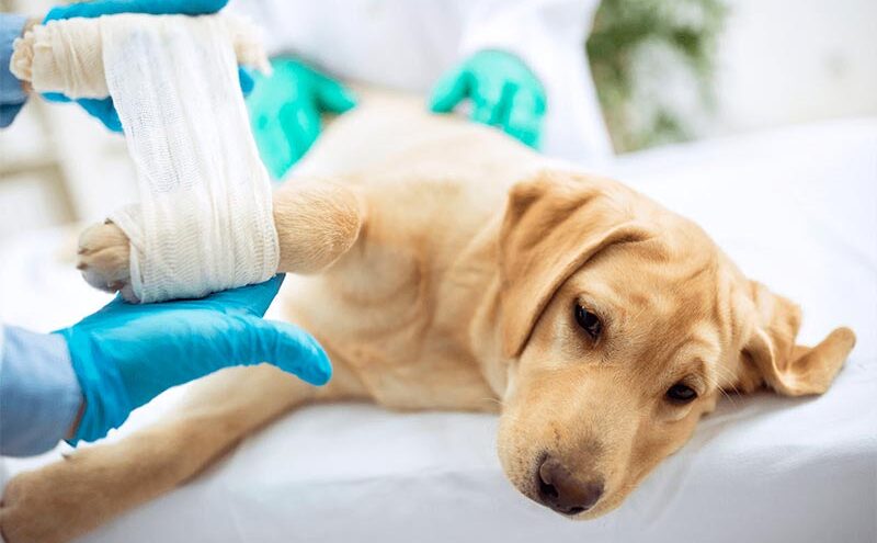 Порядка 9000 обращений за ветеринарной помощью зарегистрировано поликлиникой «Добровет» ФГБУ «Тверская МВЛ» в прошлом году