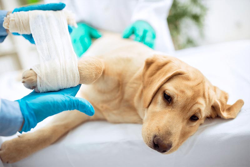 Порядка 9000 обращений за ветеринарной помощью зарегистрировано поликлиникой «Добровет» ФГБУ «Тверская МВЛ» в прошлом году