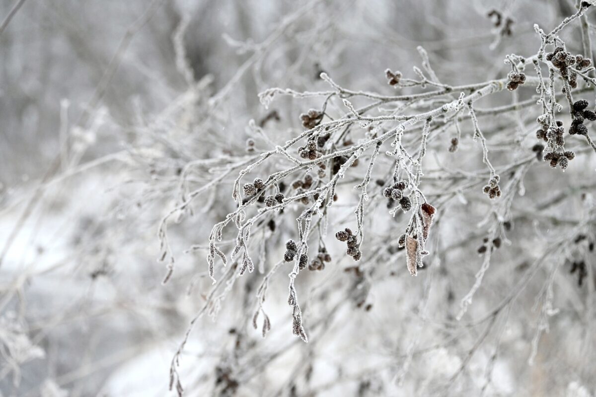 Сильные морозы и снегопады надвигаются на Тверскую область