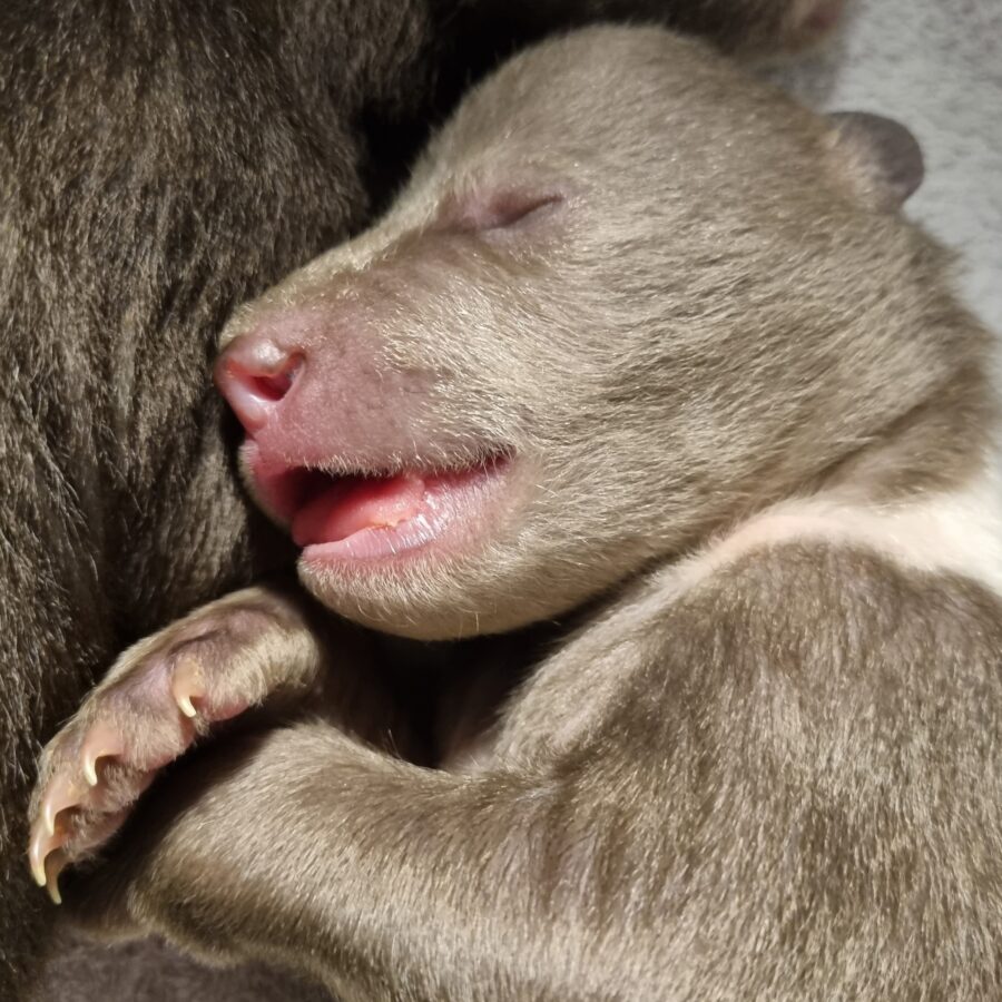 В Тверской области борются за жизнь трех крохотных медвежат