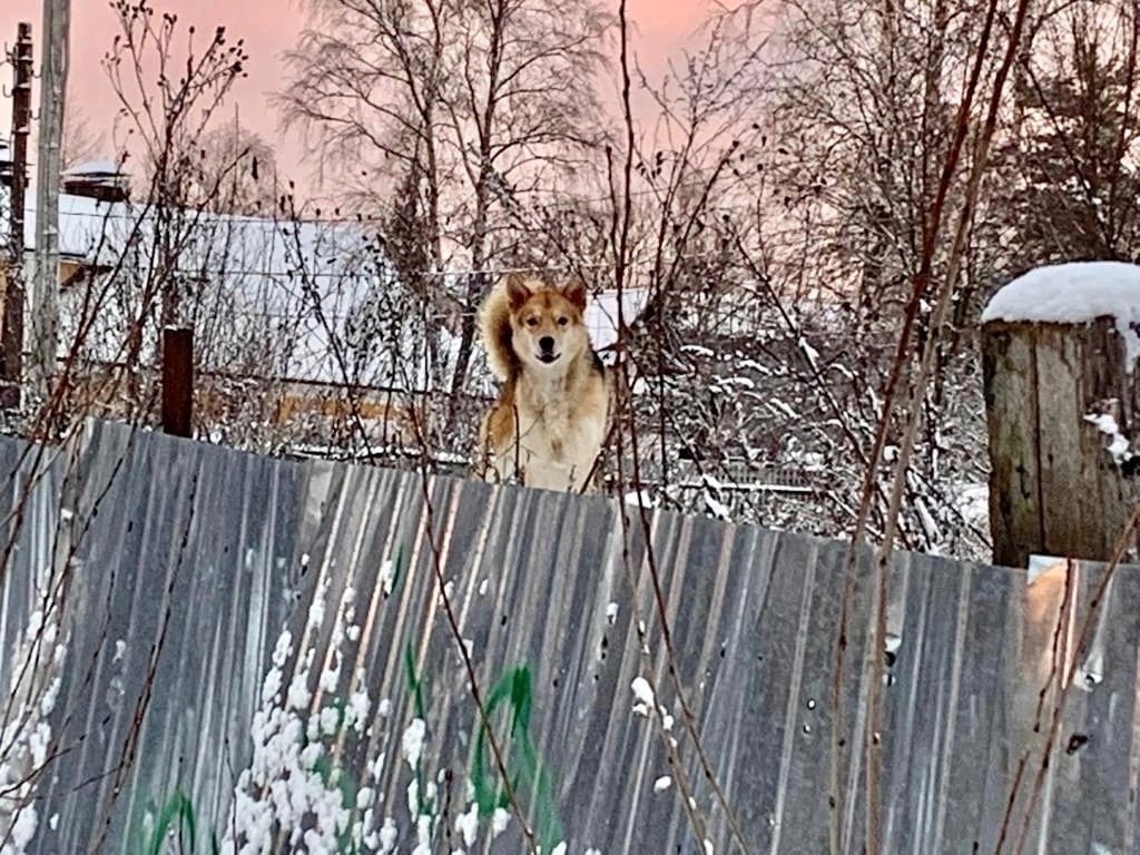 В жуткий мороз собаку бросили умирать у дерева в Твери