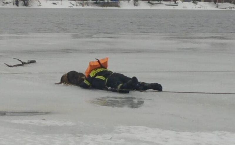 В Тверской области сотрудники МЧС спасли тонущую собаку