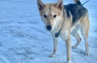 В жуткий мороз собаку бросили умирать у дерева в Твери  