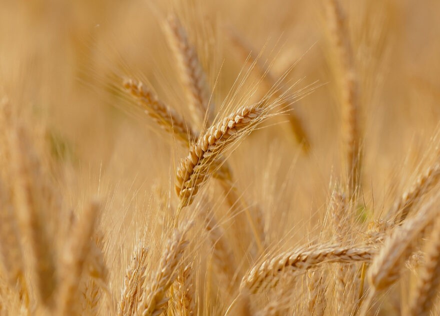 В Тверской области готовятся к началу посевной кампании