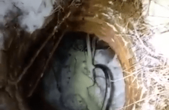 Хозяин пса самостоятельно смог достать любимца, провалившегося в канализацию в Ржеве Хозяин пса самостоятельно смог достать любимца, провалившегося в канализацию в Ржеве