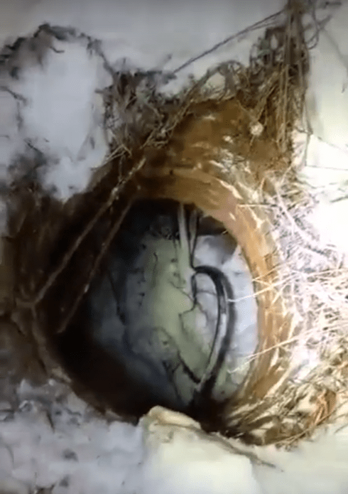 Хозяин пса самостоятельно смог достать любимца, провалившегося в канализацию в Ржеве