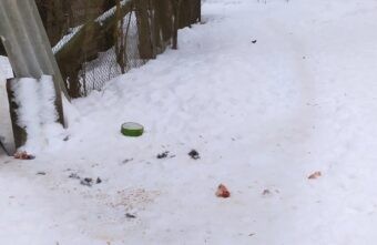 В Твери стая собак растерзала кошку В Твери стая собак растерзала кошку