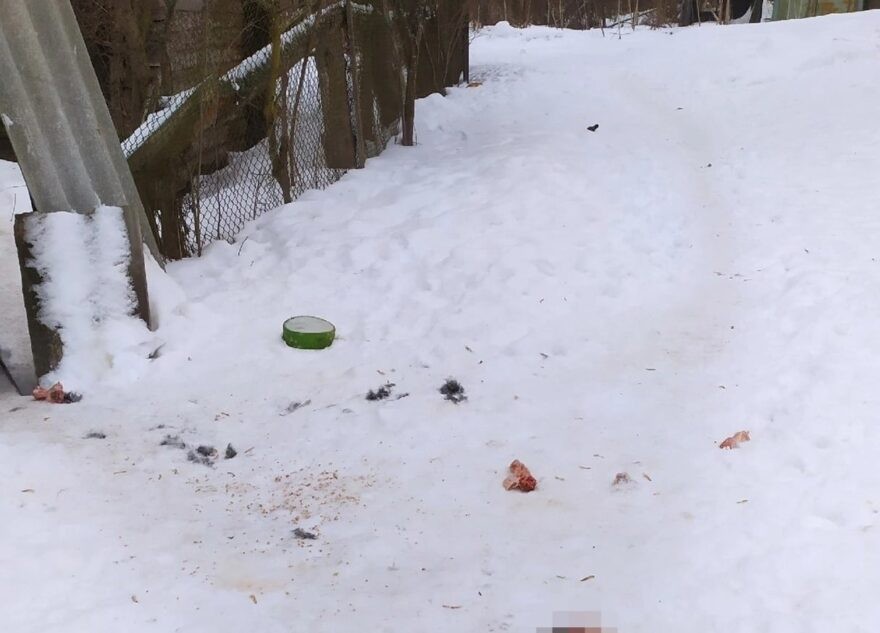 В Твери стая собак растерзала кошку