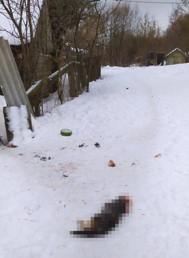 В Твери стая собак растерзала кошку