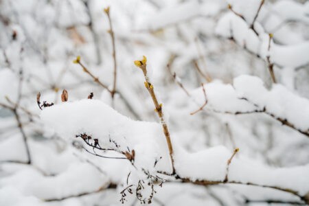 Синоптики рассказали, чем жителей Тверской области порадует февраль