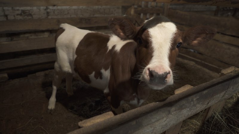 Фермер Максим Куликов из Тверской области снялся в кино