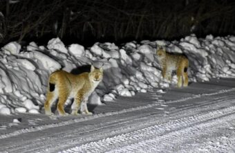 По трассе в Тверской области разгуливают рыси