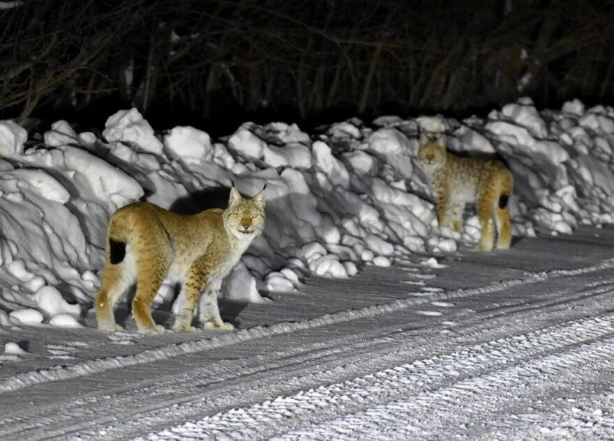 По трассе в Тверской области разгуливают рыси
