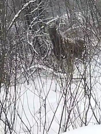 Жителей Тверской области просят не фотографироваться с дикой лосихой