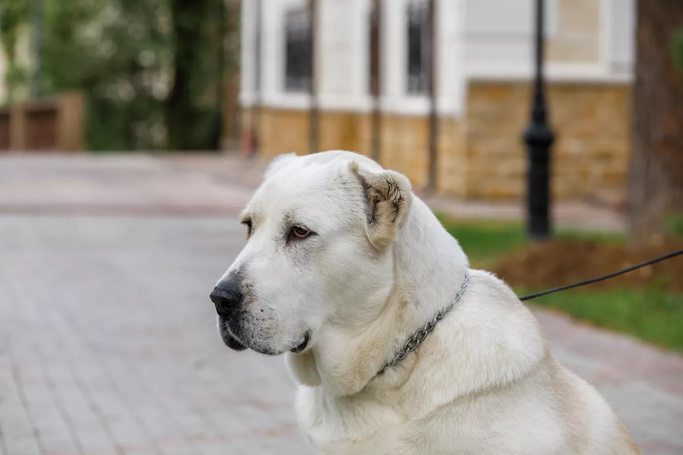 Кинологи: бойцовых пород собак не существует