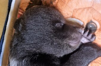 Жителей Тверской области просят придумать имя медвежонку