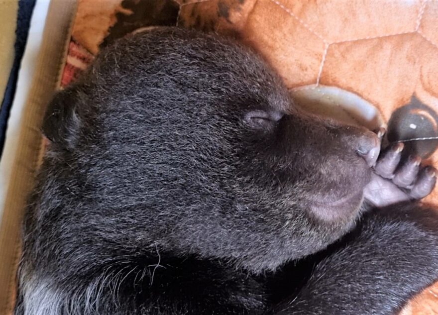 Жителей Тверской области просят придумать имя медвежонку